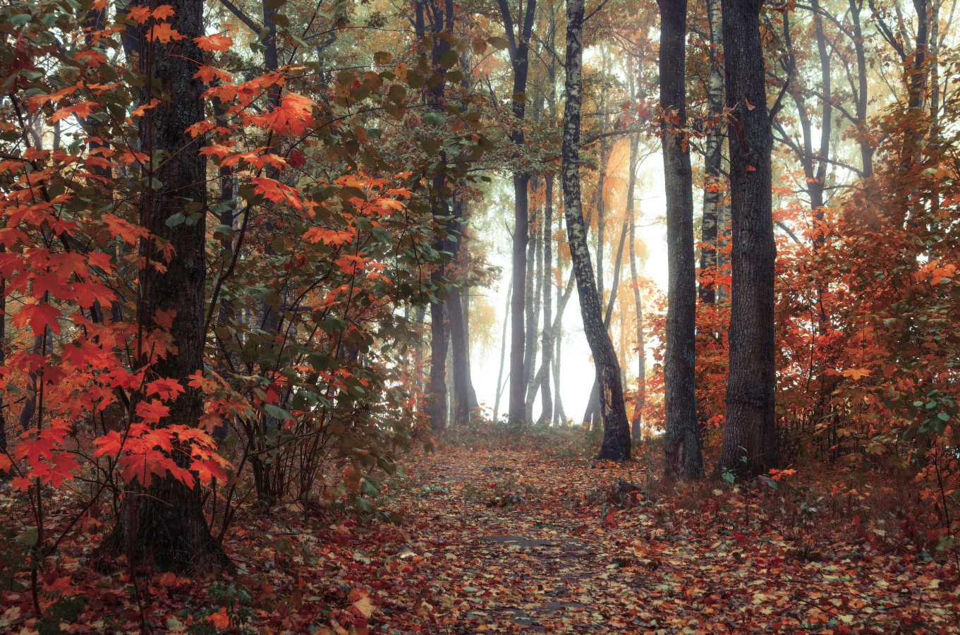 Осень в лесу