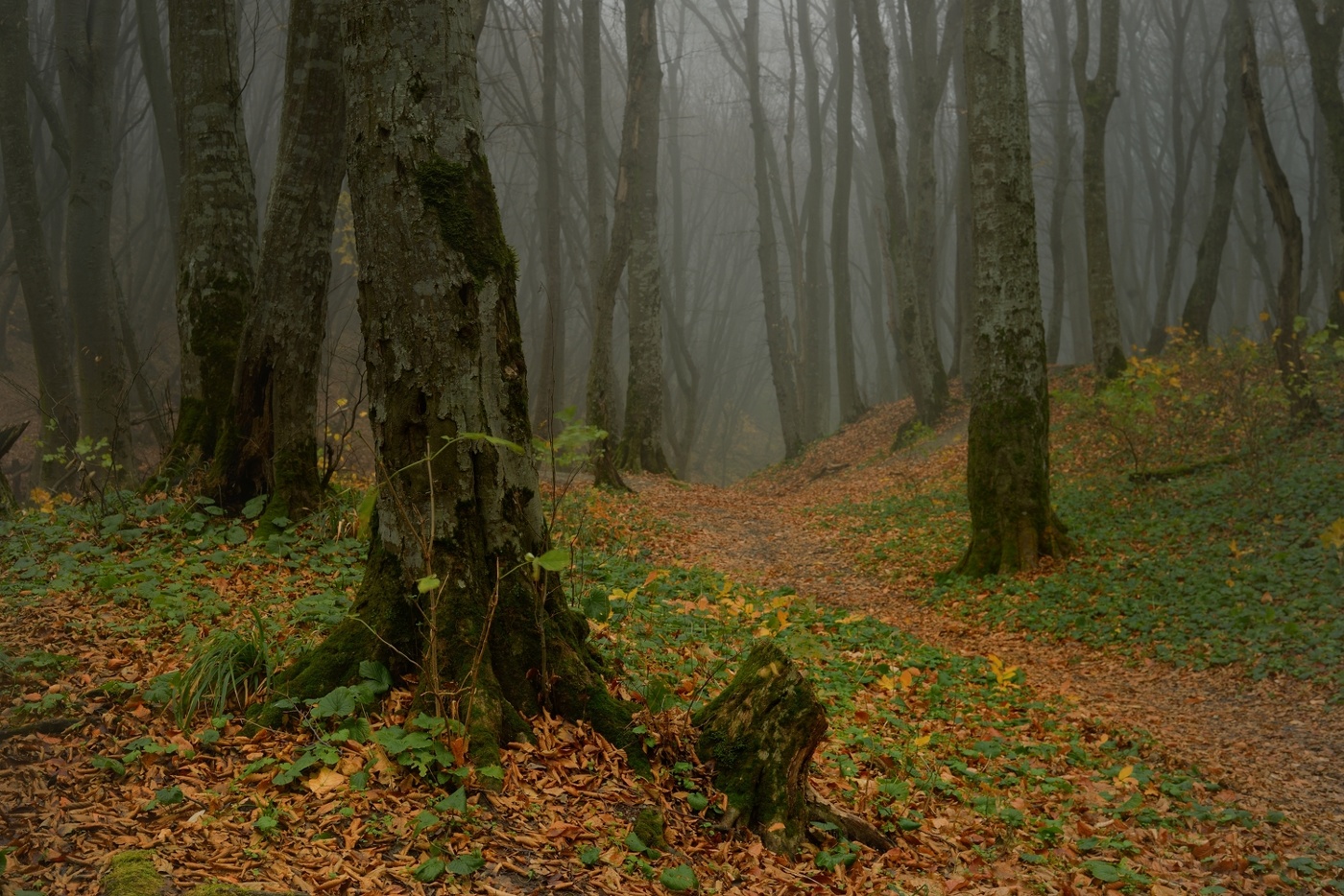 Осенняя тропа