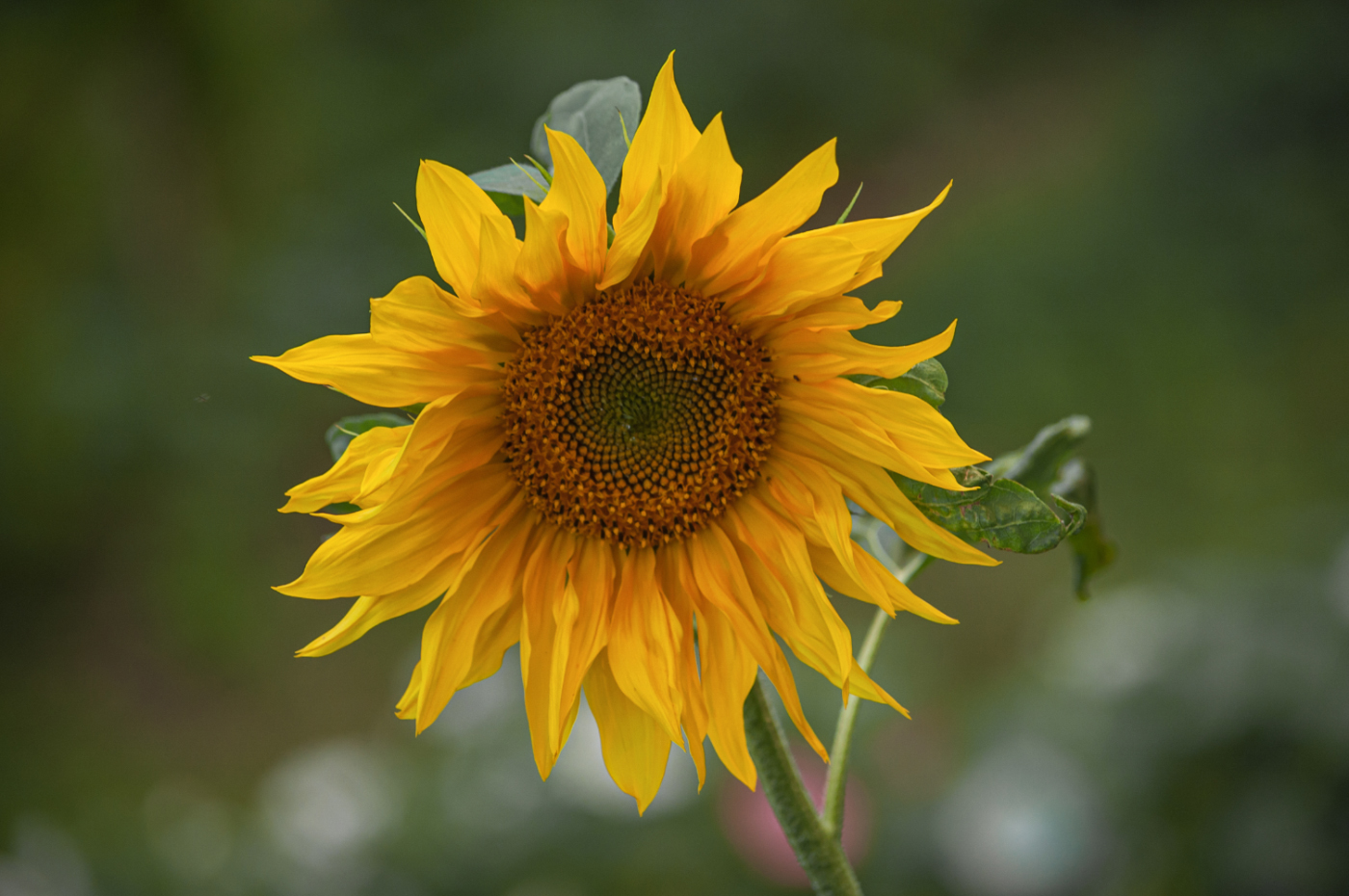 Летнее.Июльское.