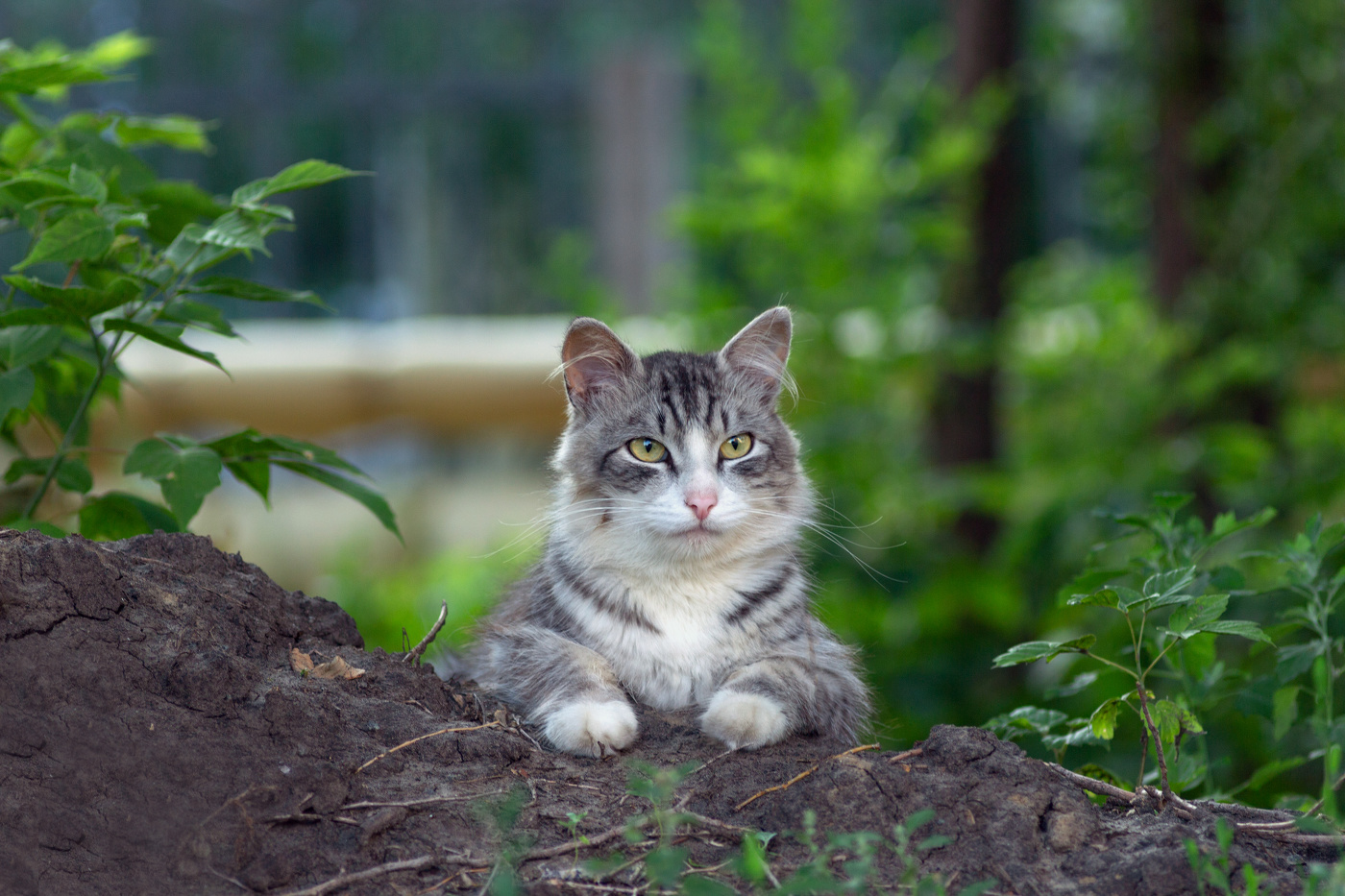 "Актриса малых и больших дворов"