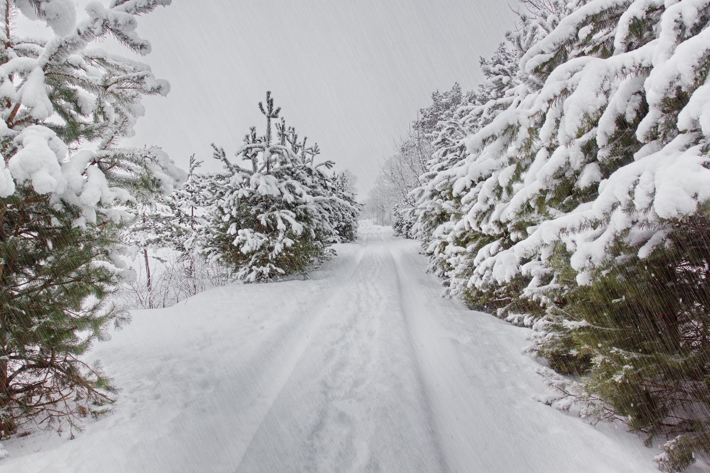 Глухозимье в Подмосковье
