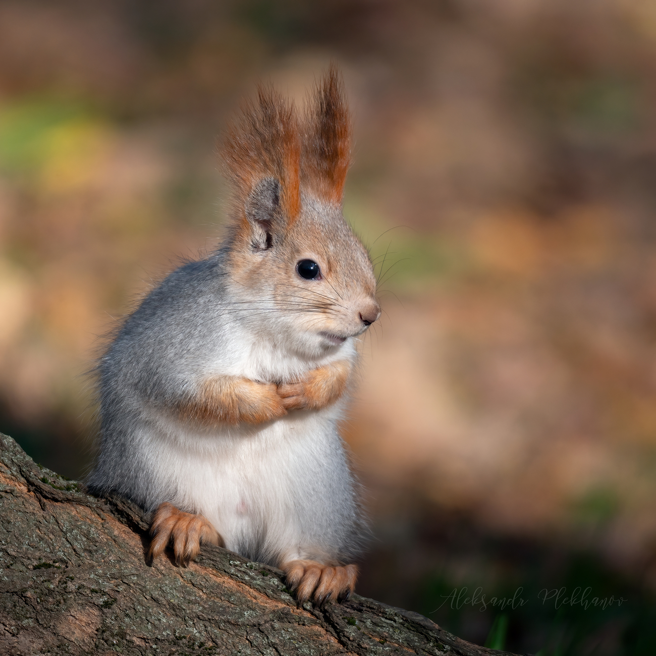 Пришла белка