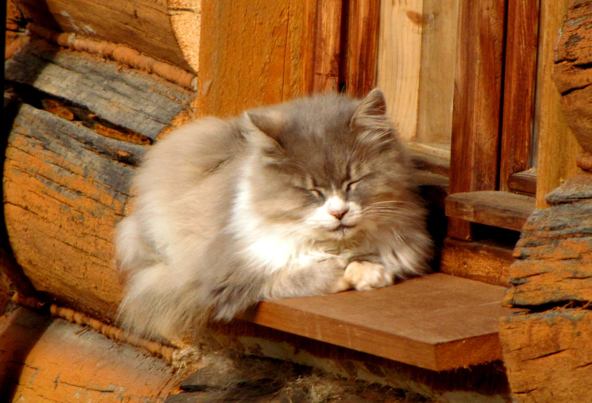 Пригрелась!