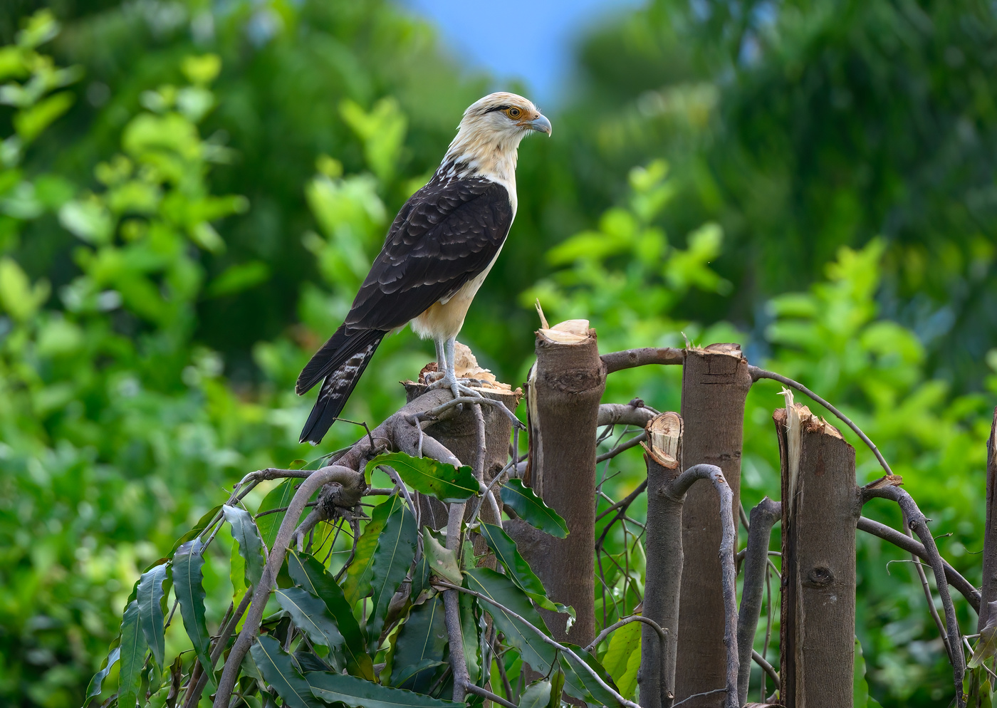 Yellow-headed caracara