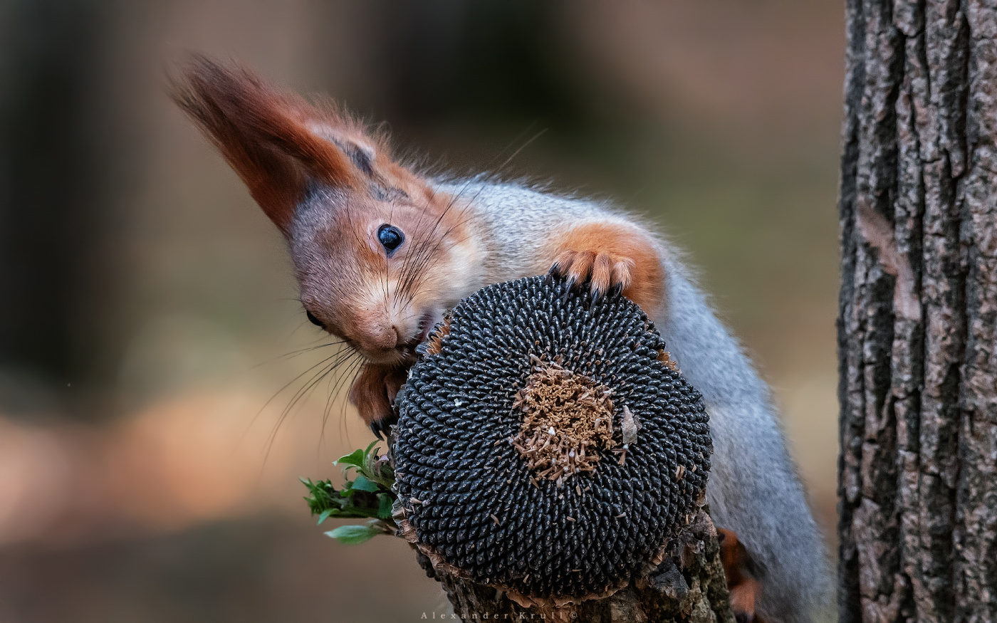 Сегодня праздник у бельчат, сегодня будут семки...