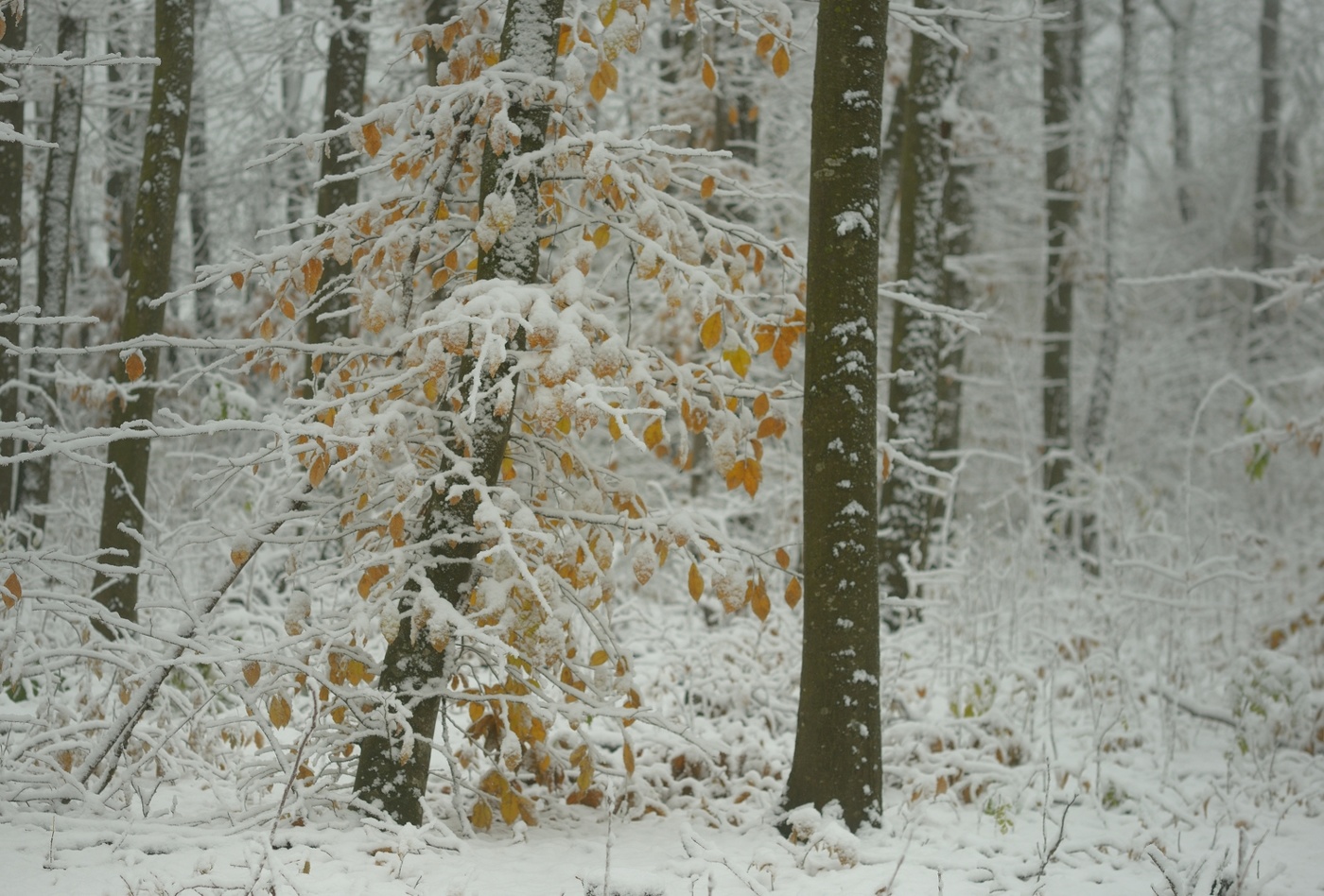 Первый снег