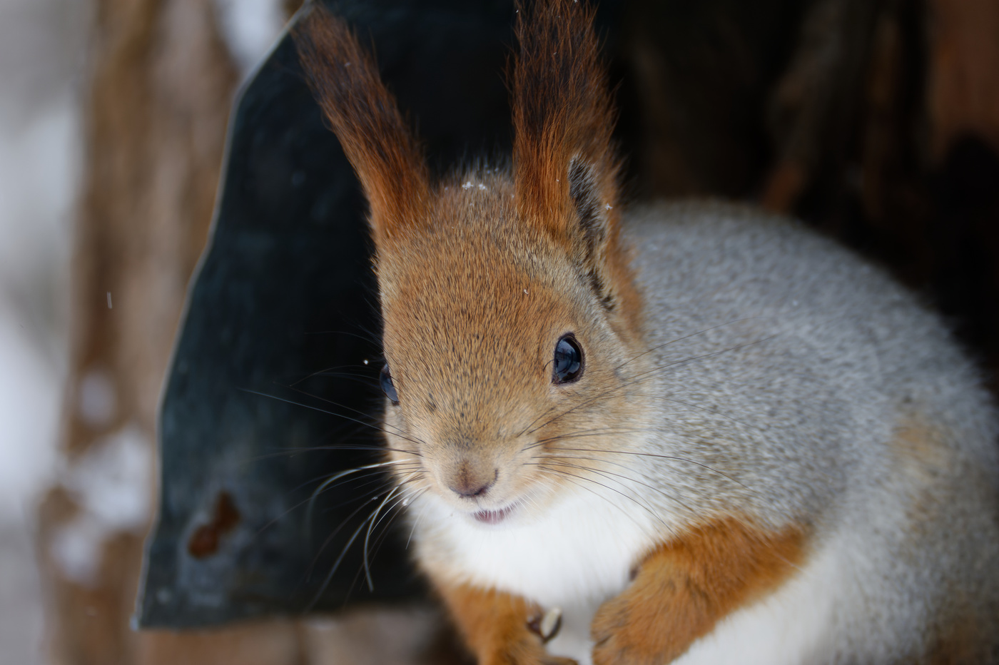 Красавица белочка!