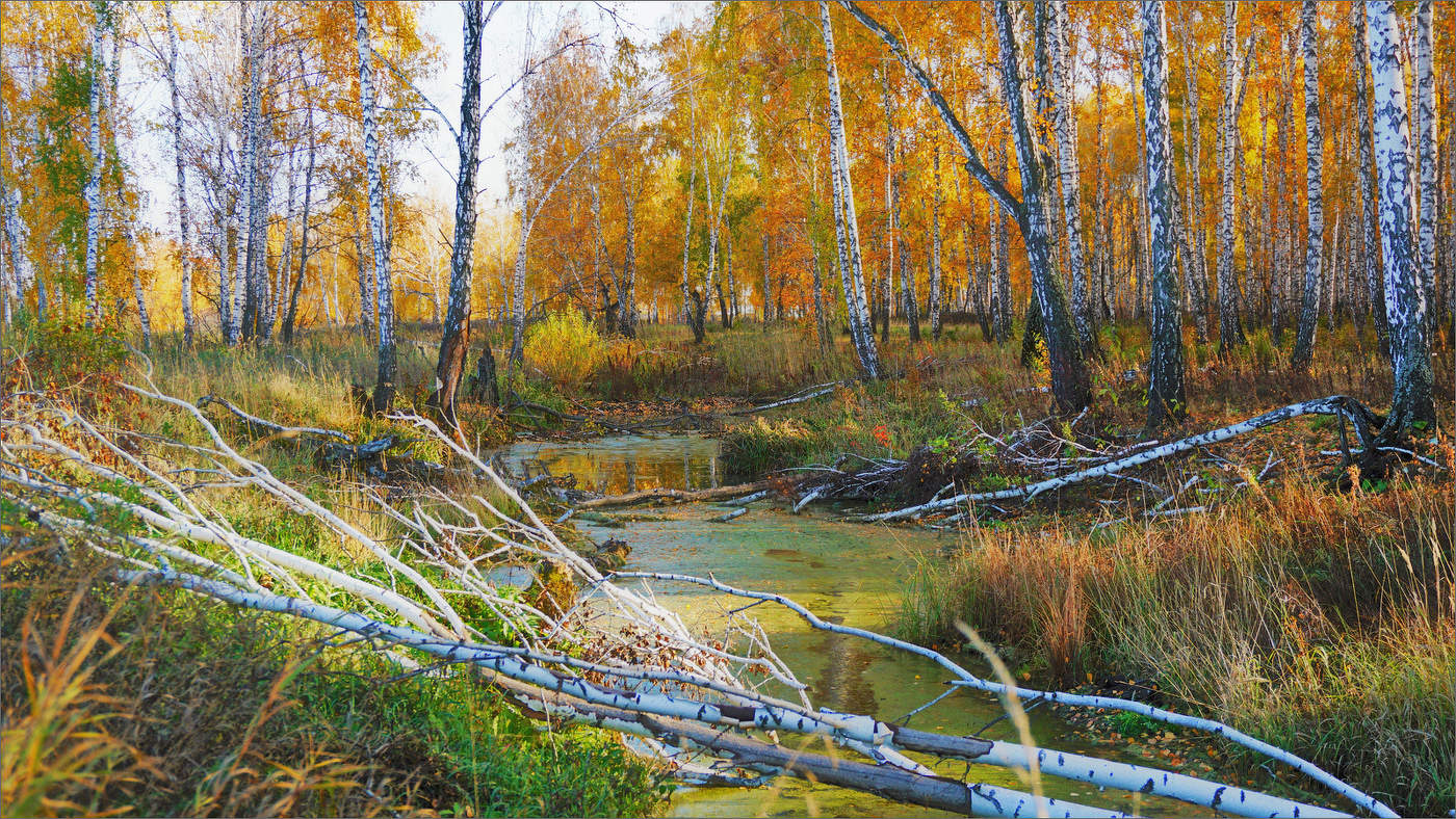 В разгаре осени