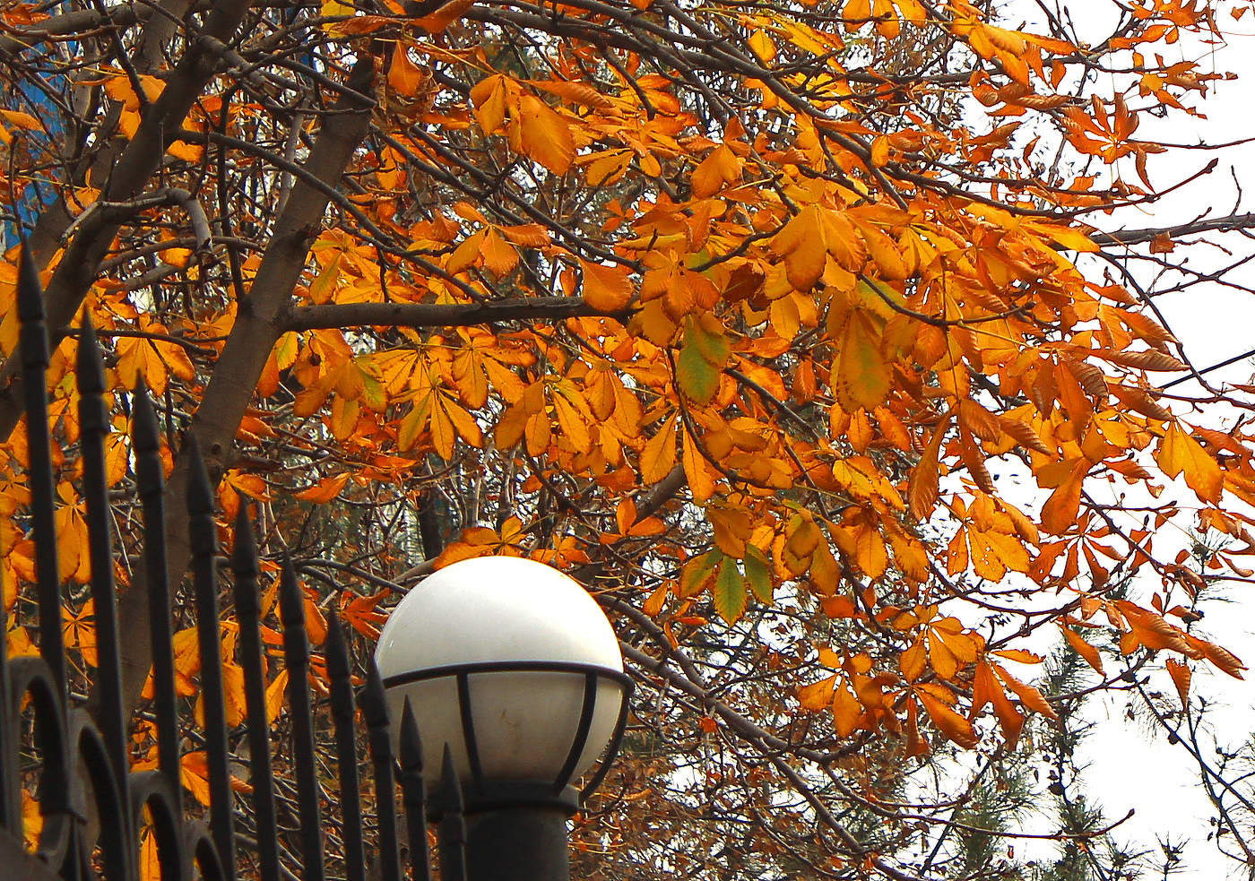 С последним днём осени!