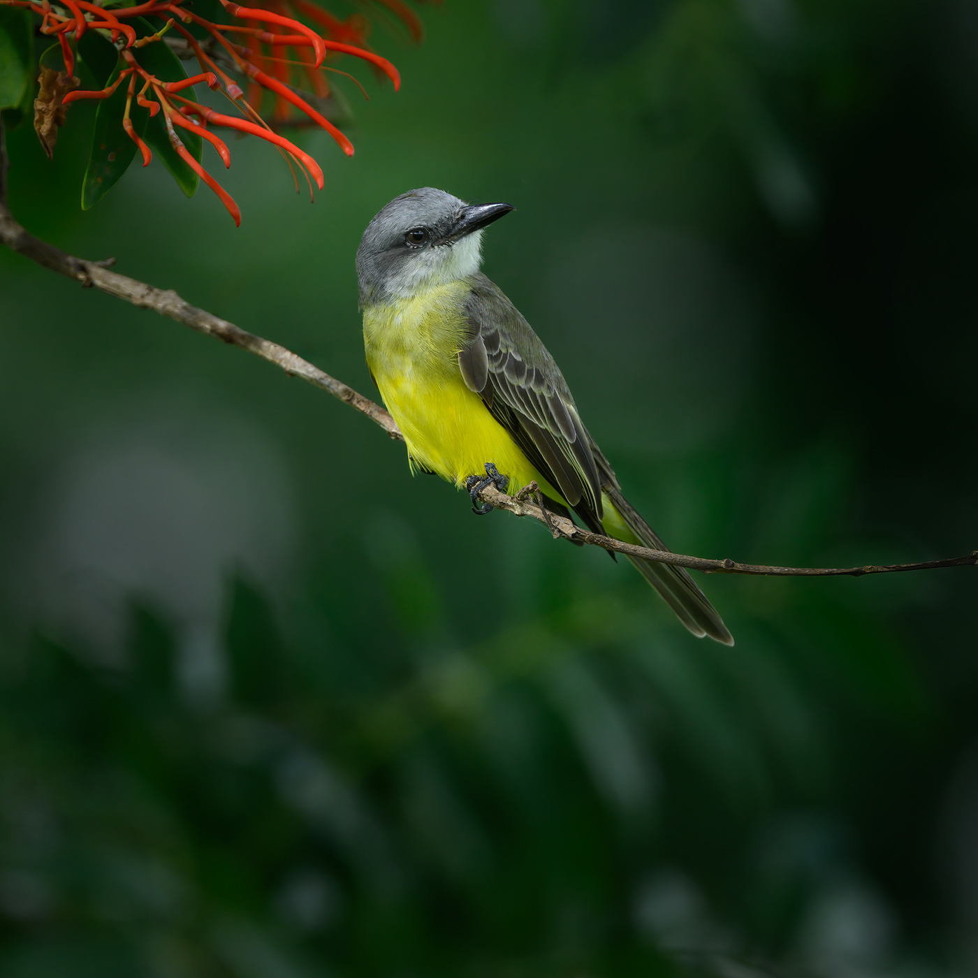 Tropical Kingbird