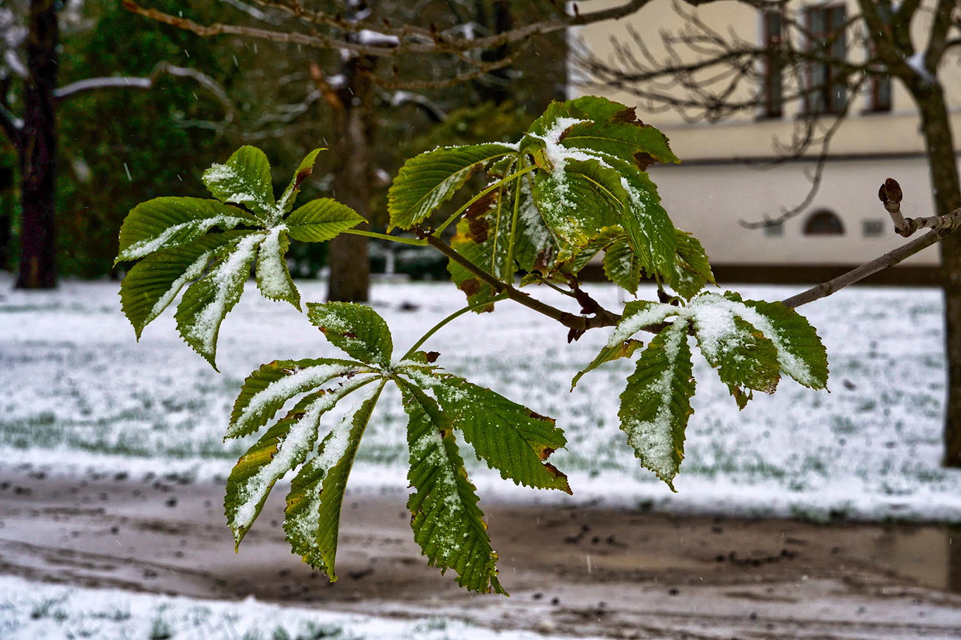 С первым днем зимы