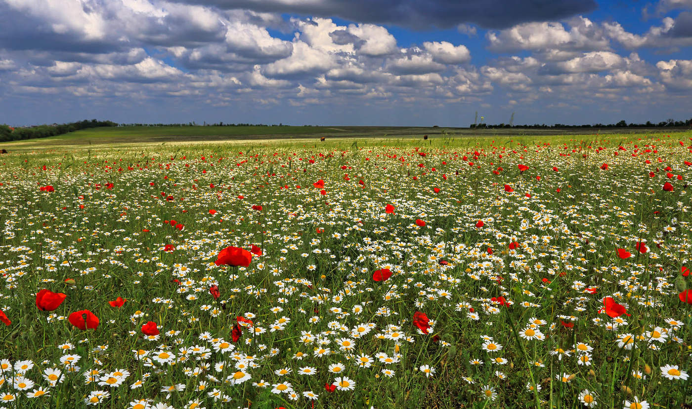 Целое поле цветов