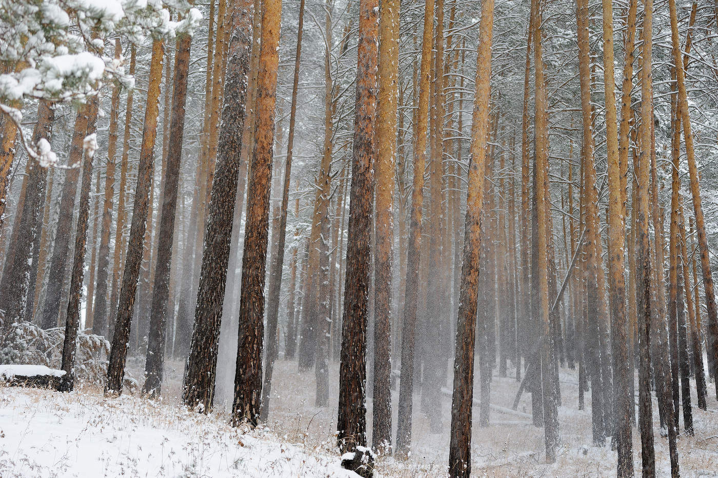 Снегопад, снегопад.....