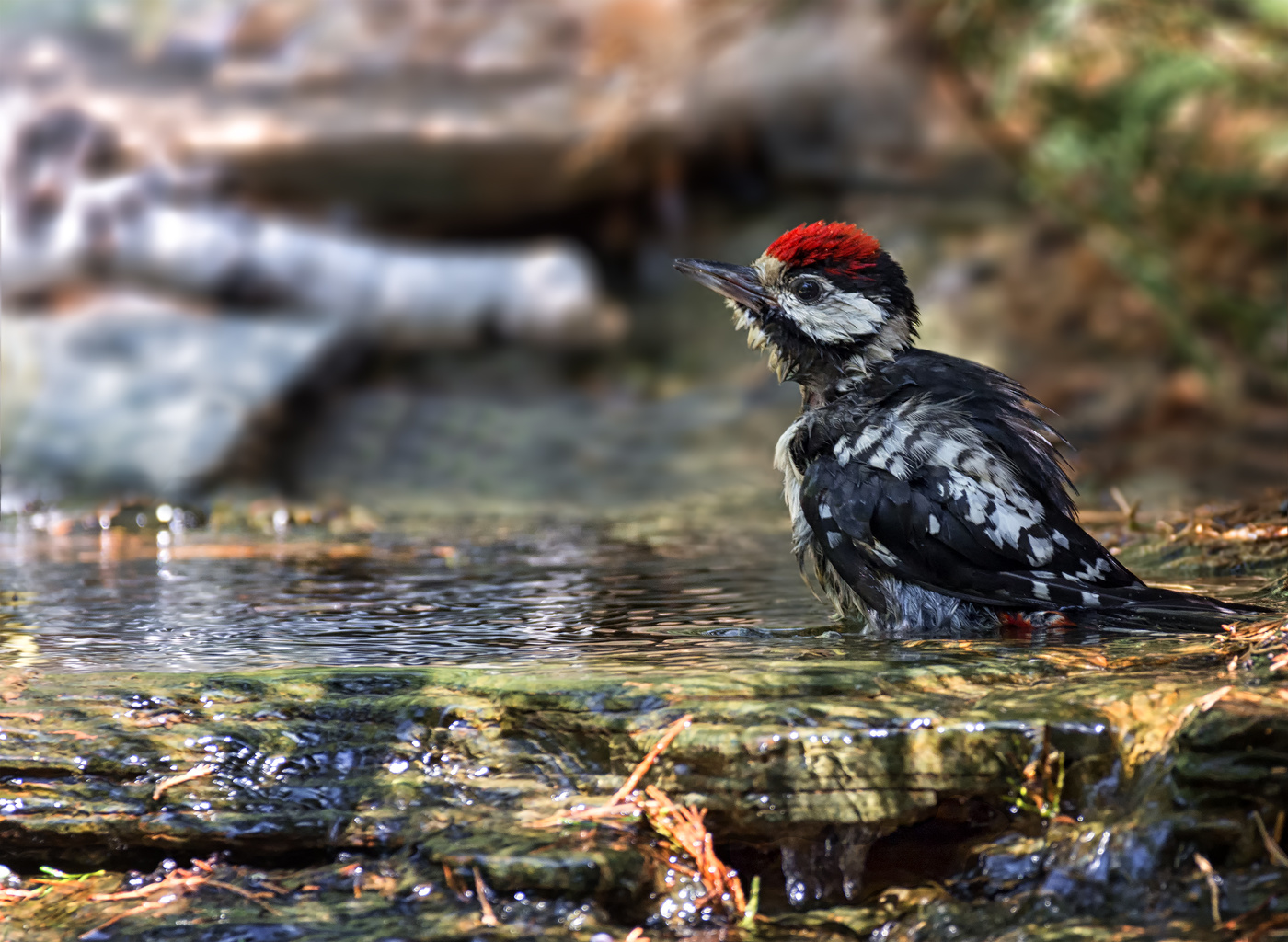 Купание дятла.