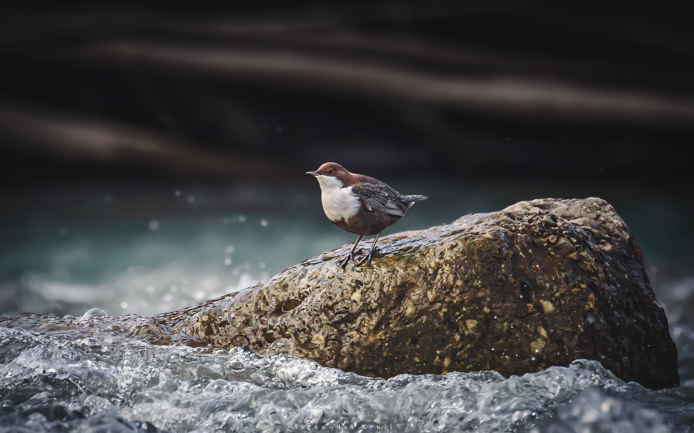 В родной стихии