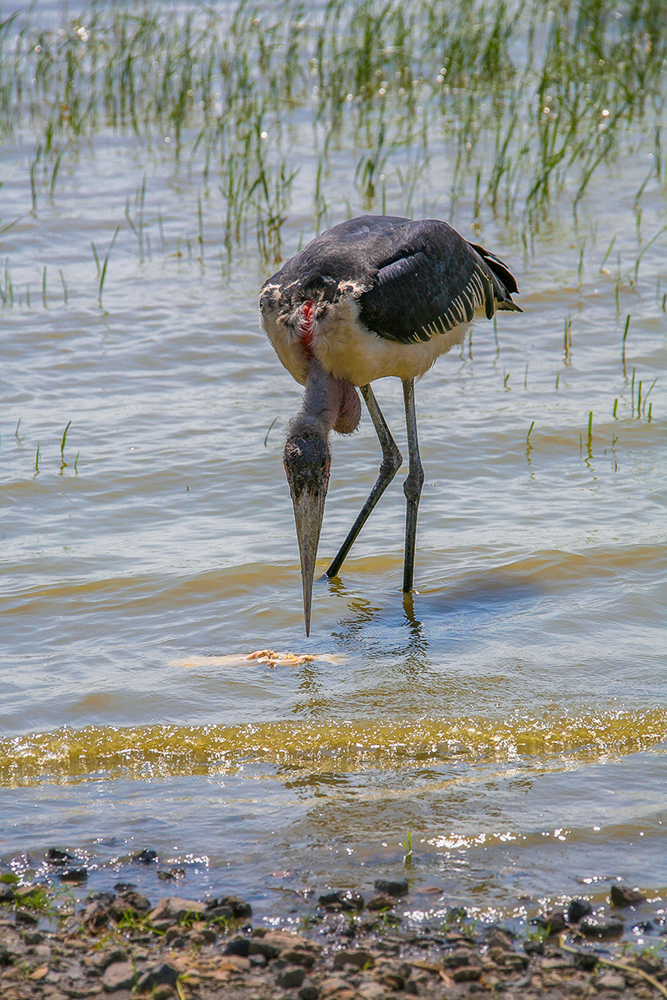 Курочка по зёрнышку ...