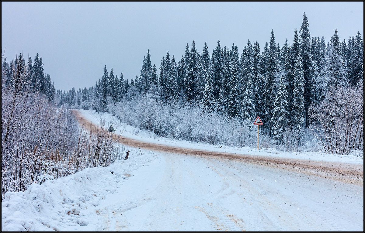 Ноябрь в архангельских лесах.