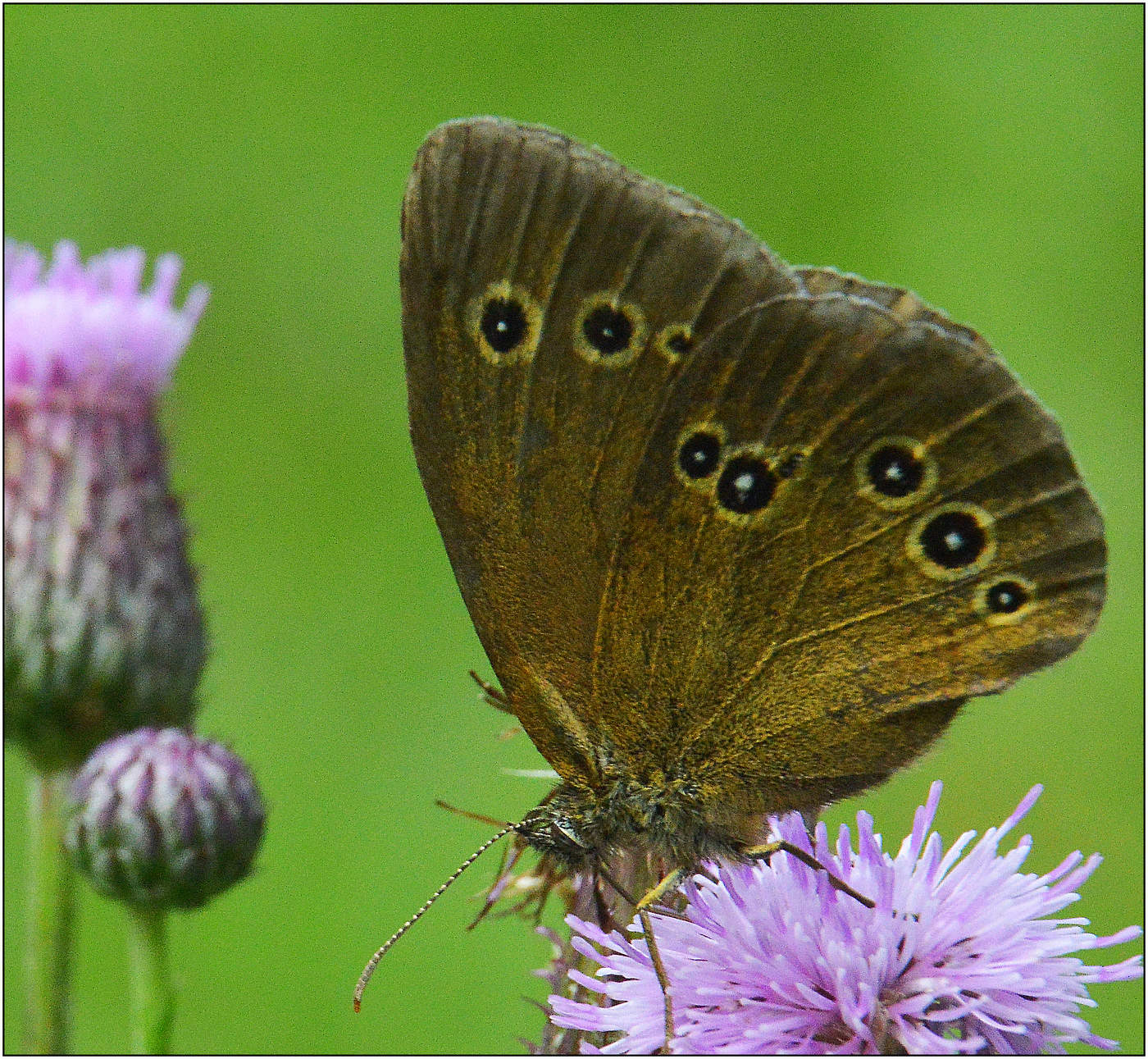 Лесной цветок.