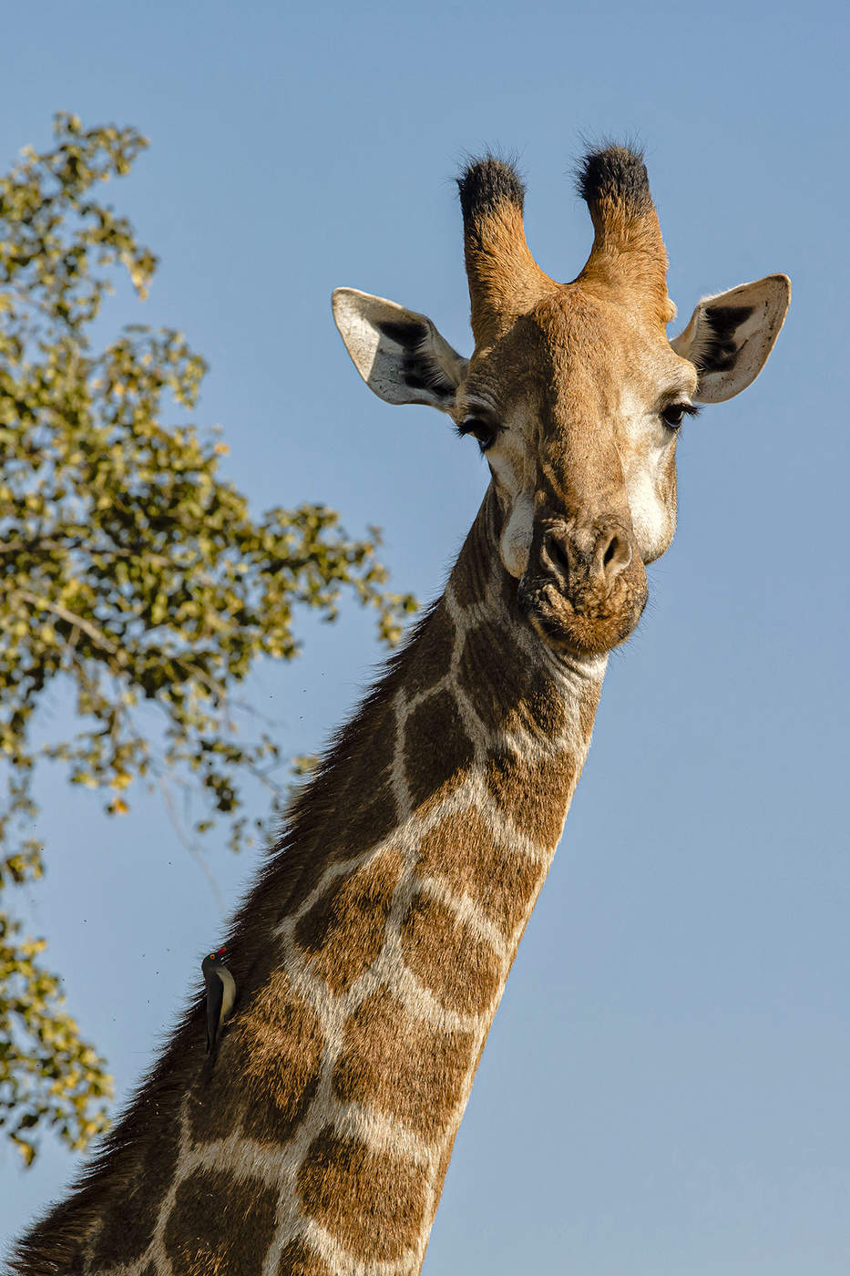 С наездником на шее