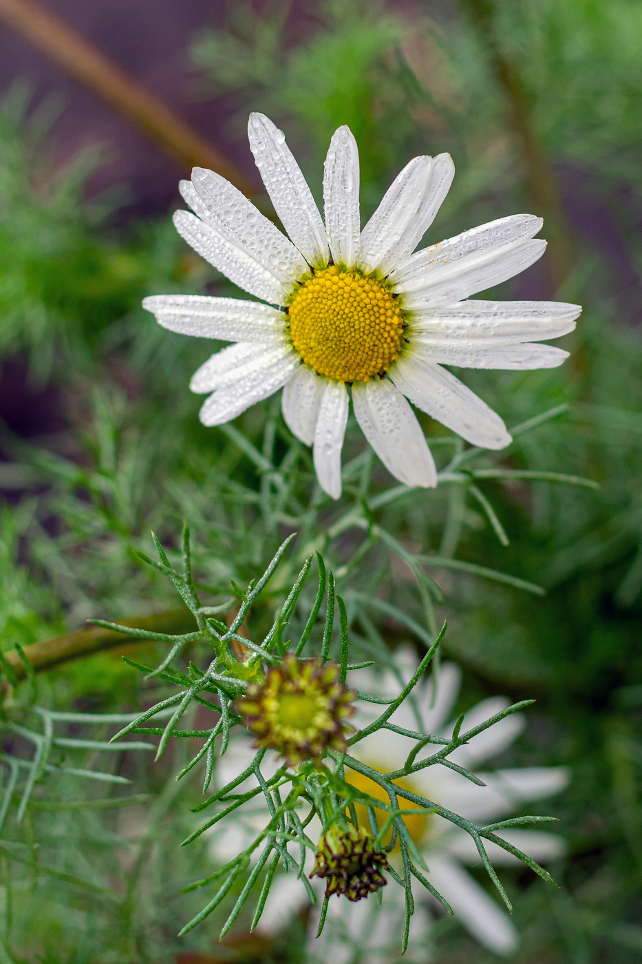 ноябрьским полднем в поле