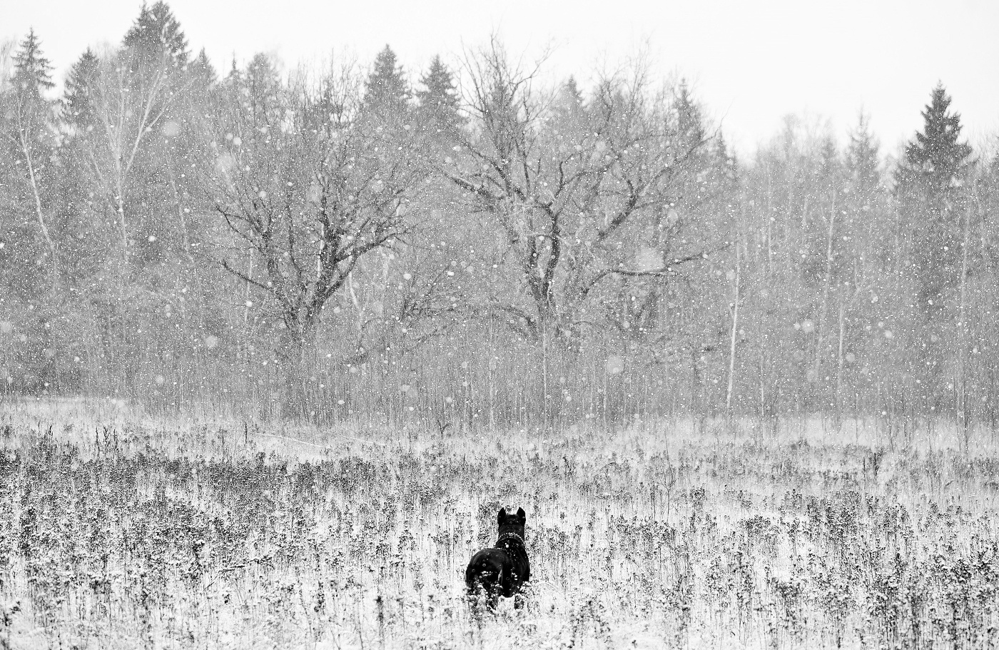 "Глядь - зима катит в глаза ..."