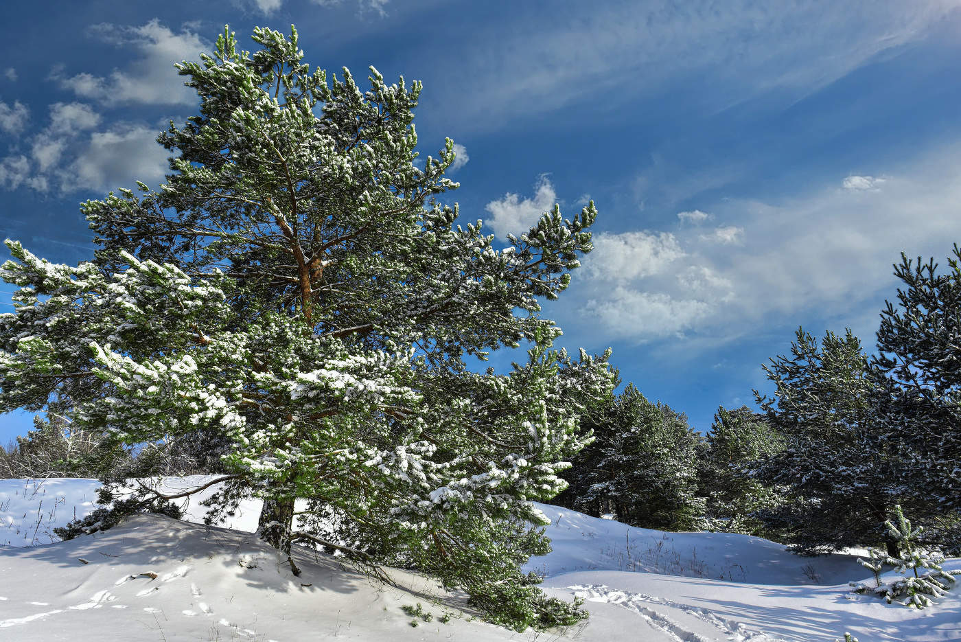 В декабрьский день.