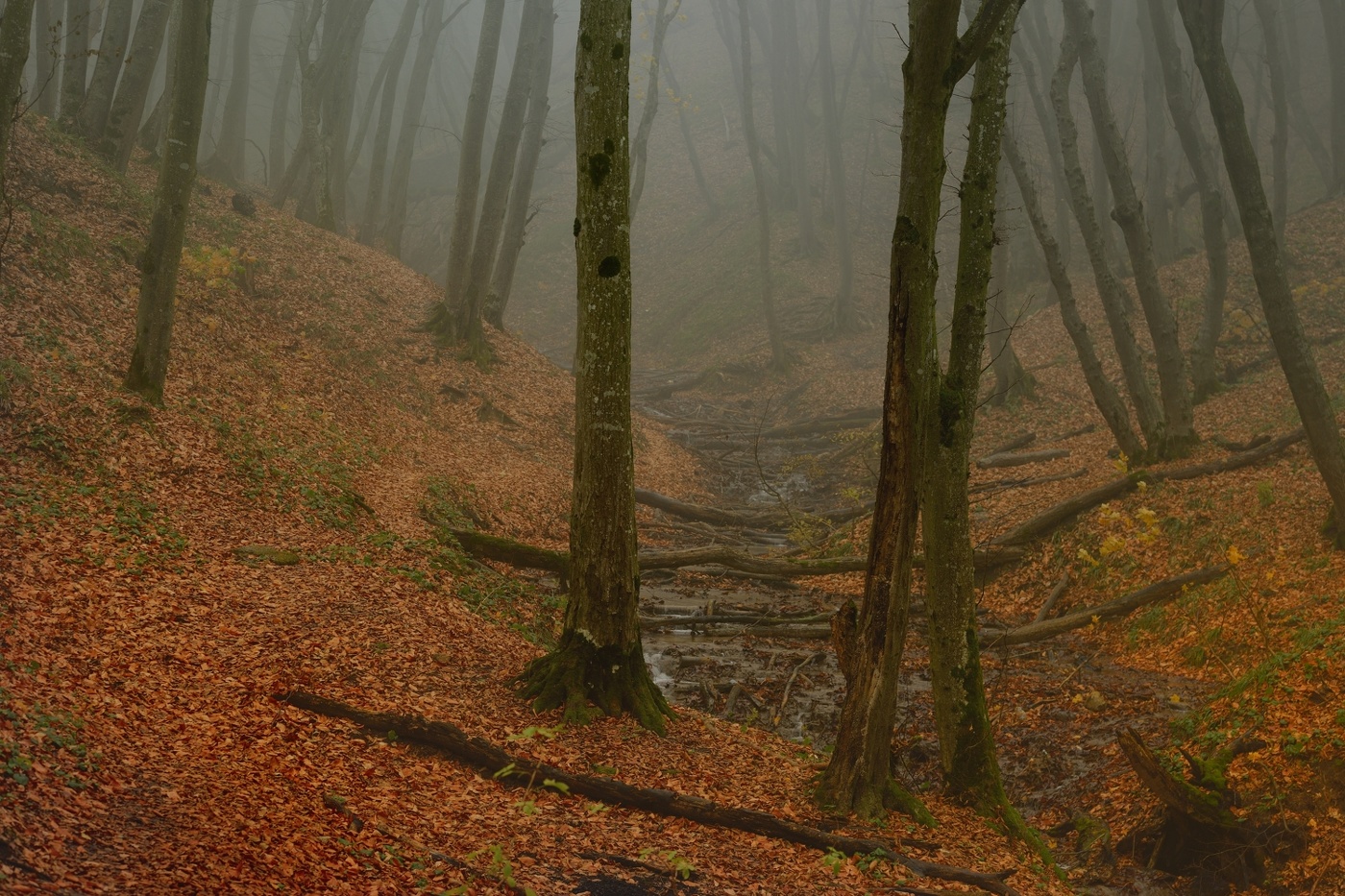 Туманное утро