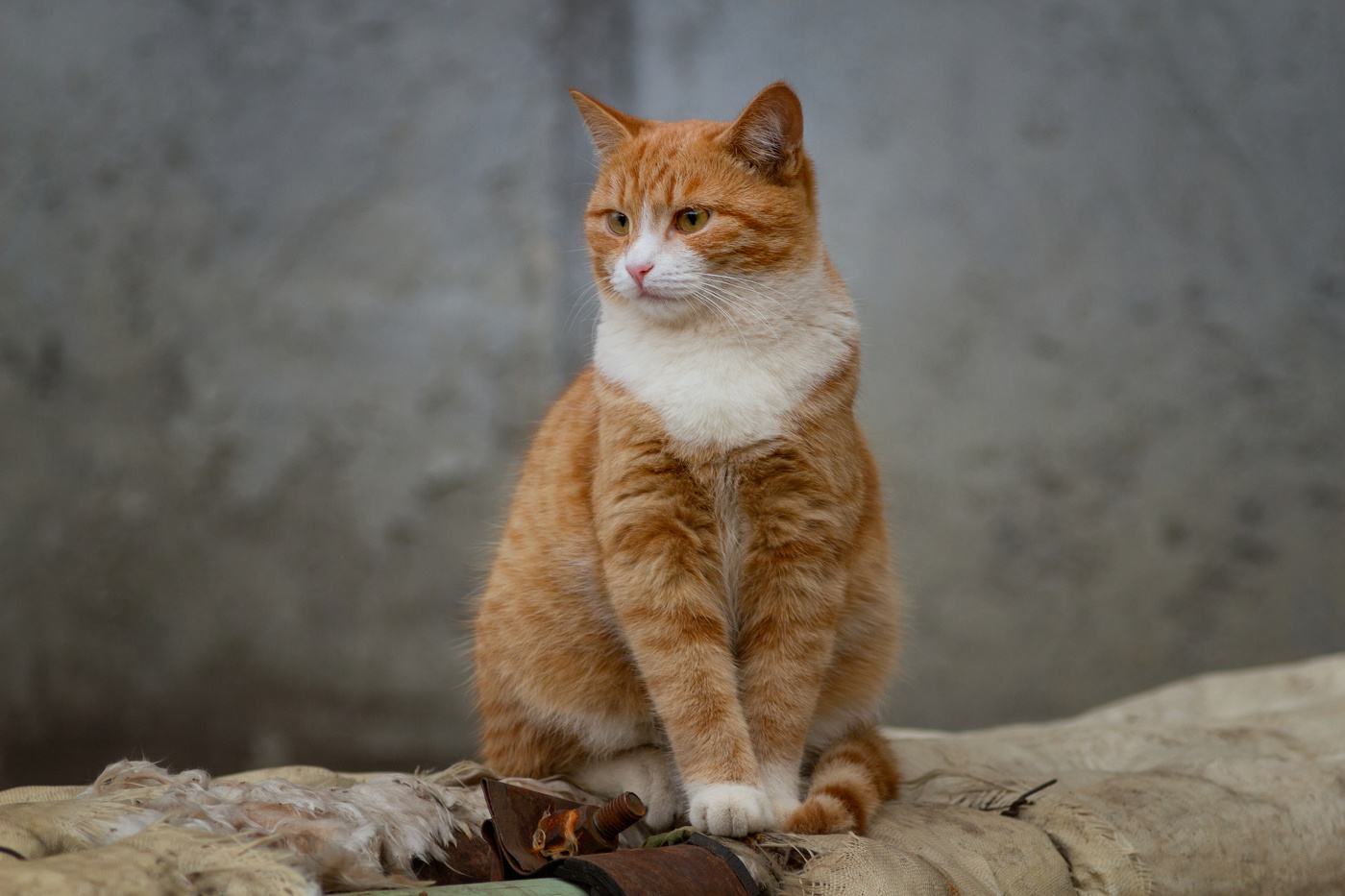 Из альбома коты и болты.