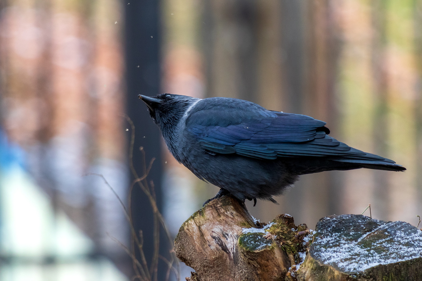 И кто же это на меня батон крошит ?