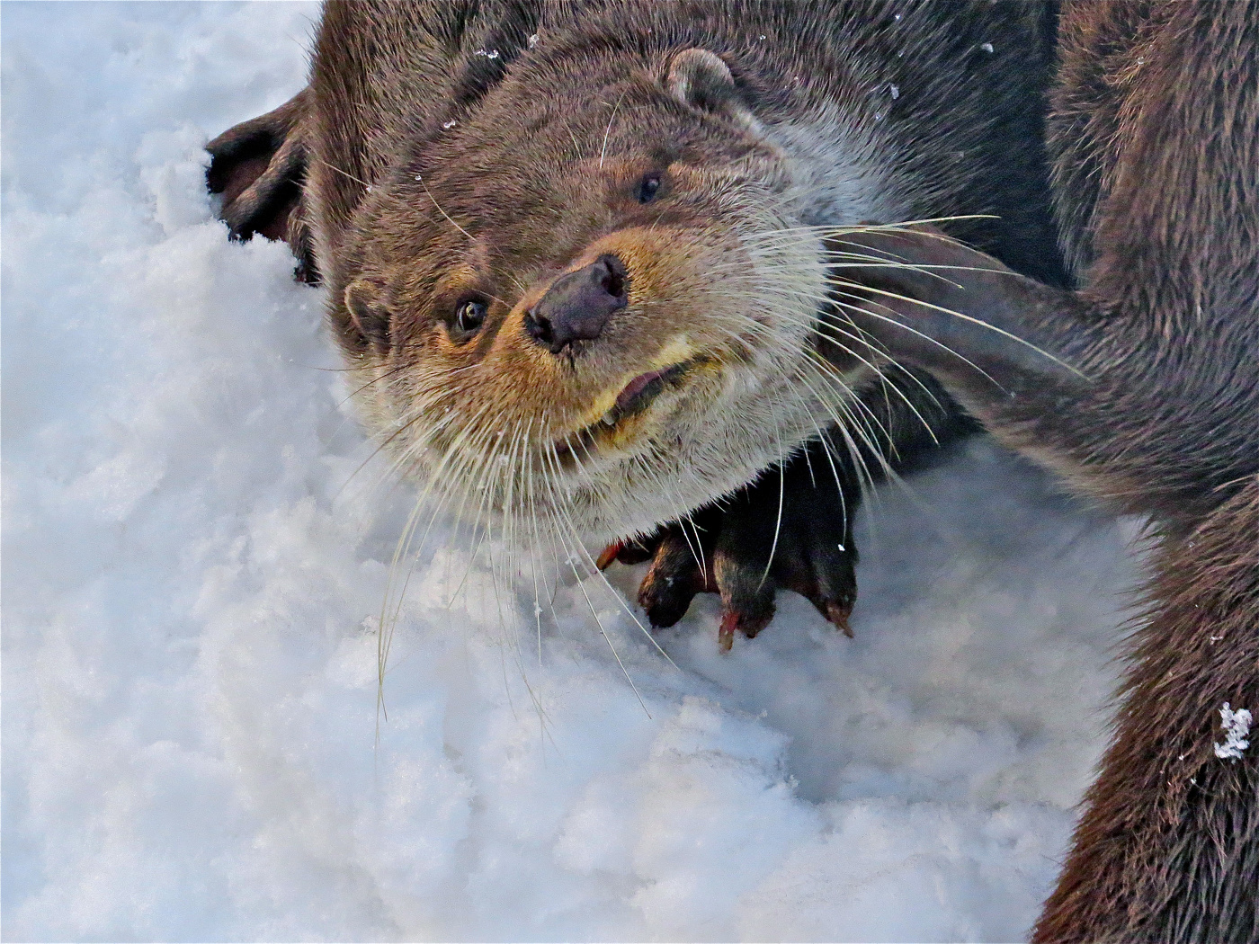 С глазу на глаз... с выдрой:)