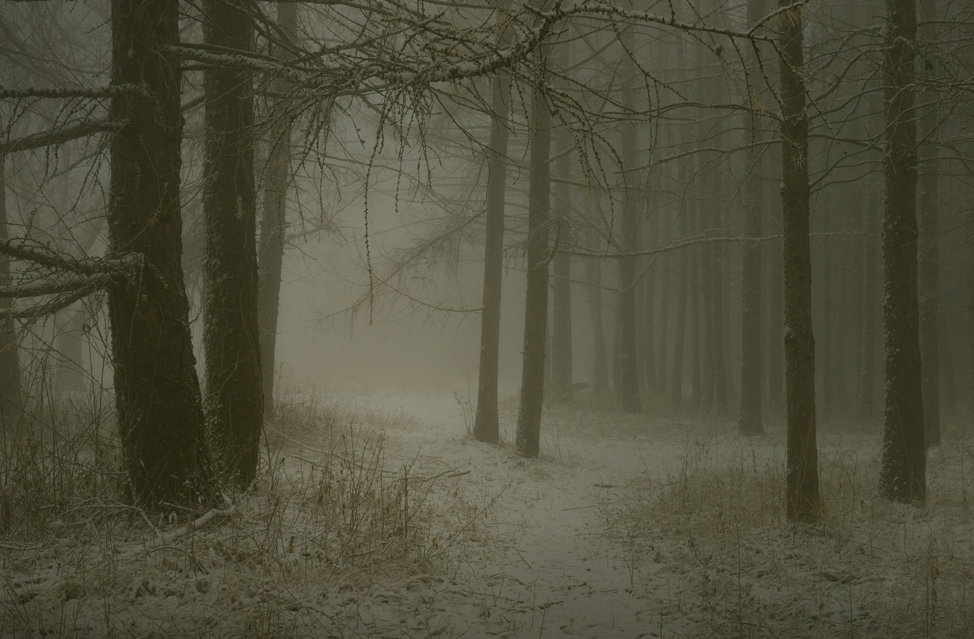 Зимнее утро