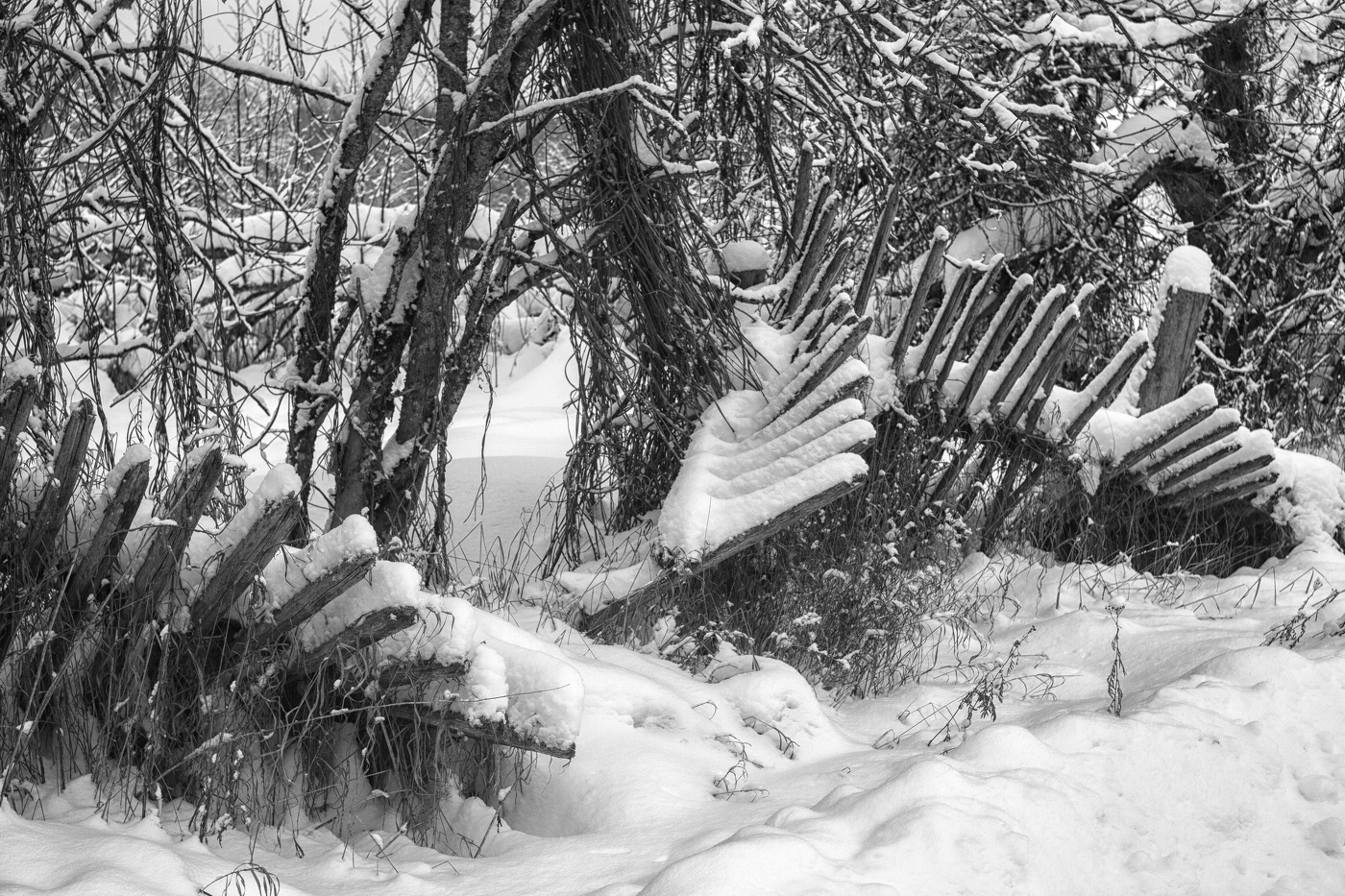 Жизнь вокруг