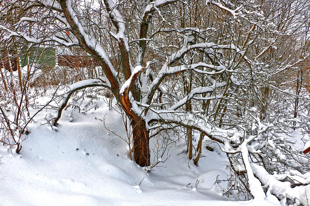 Снежный декабрь