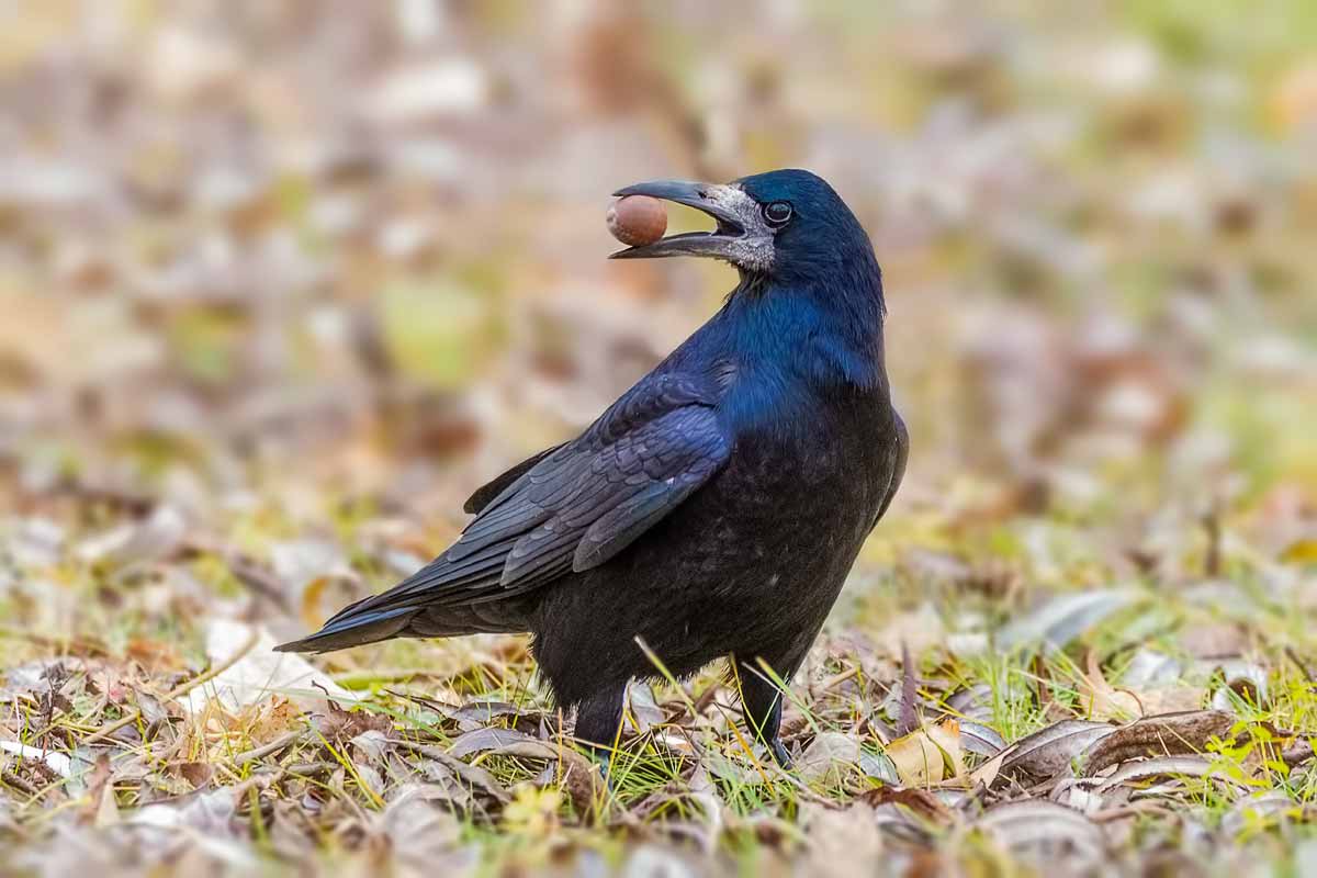 Ну ка отними!