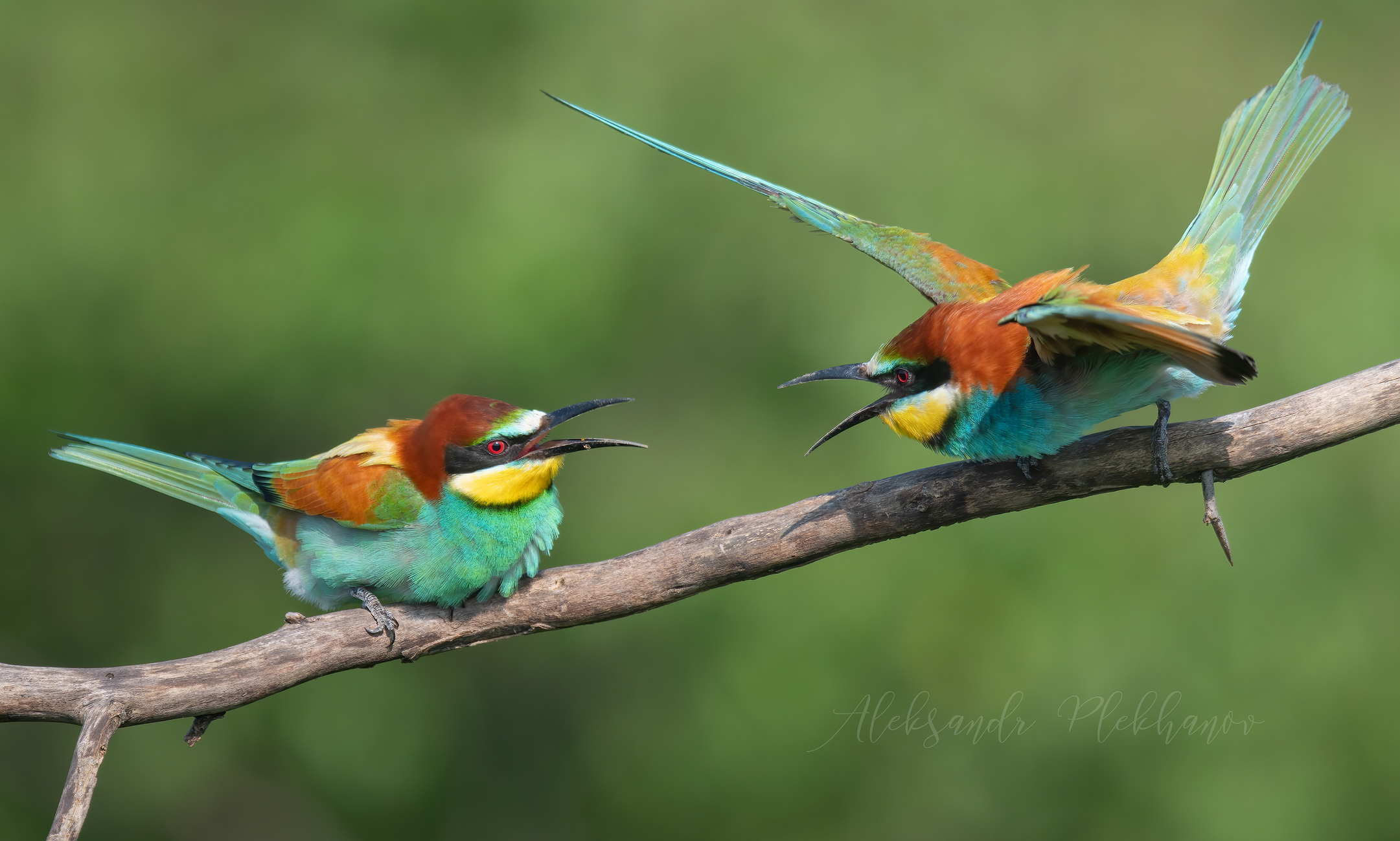 Динамичная сцена ссоры