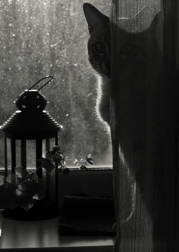 немытое окно