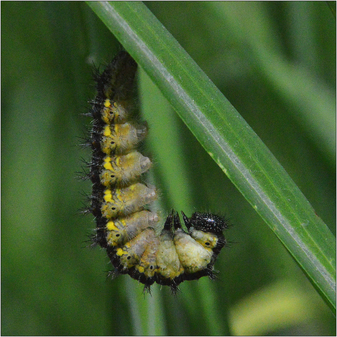 Готовность номер один.