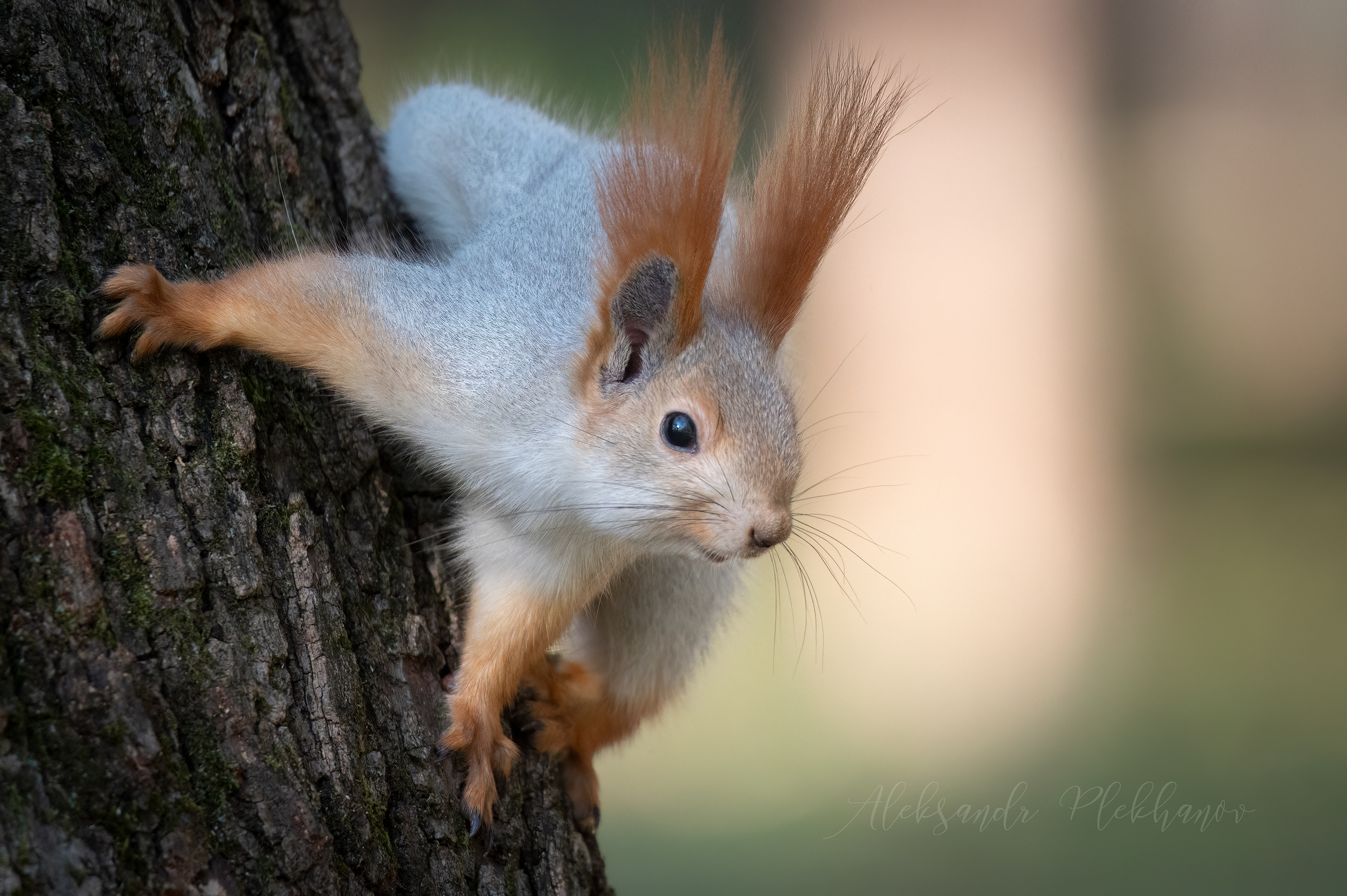 Пришла за орехами
