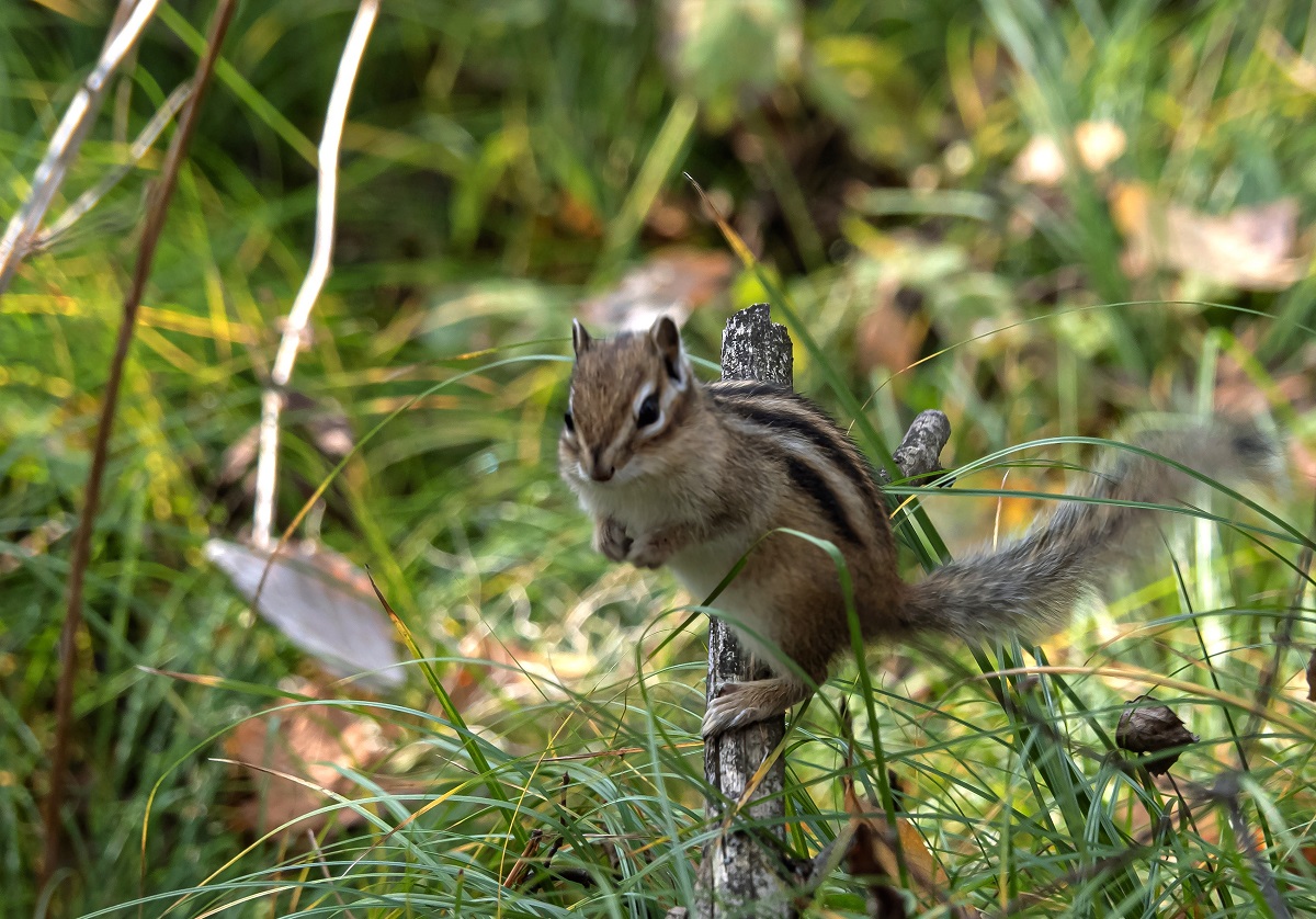 Мне сверху видно все