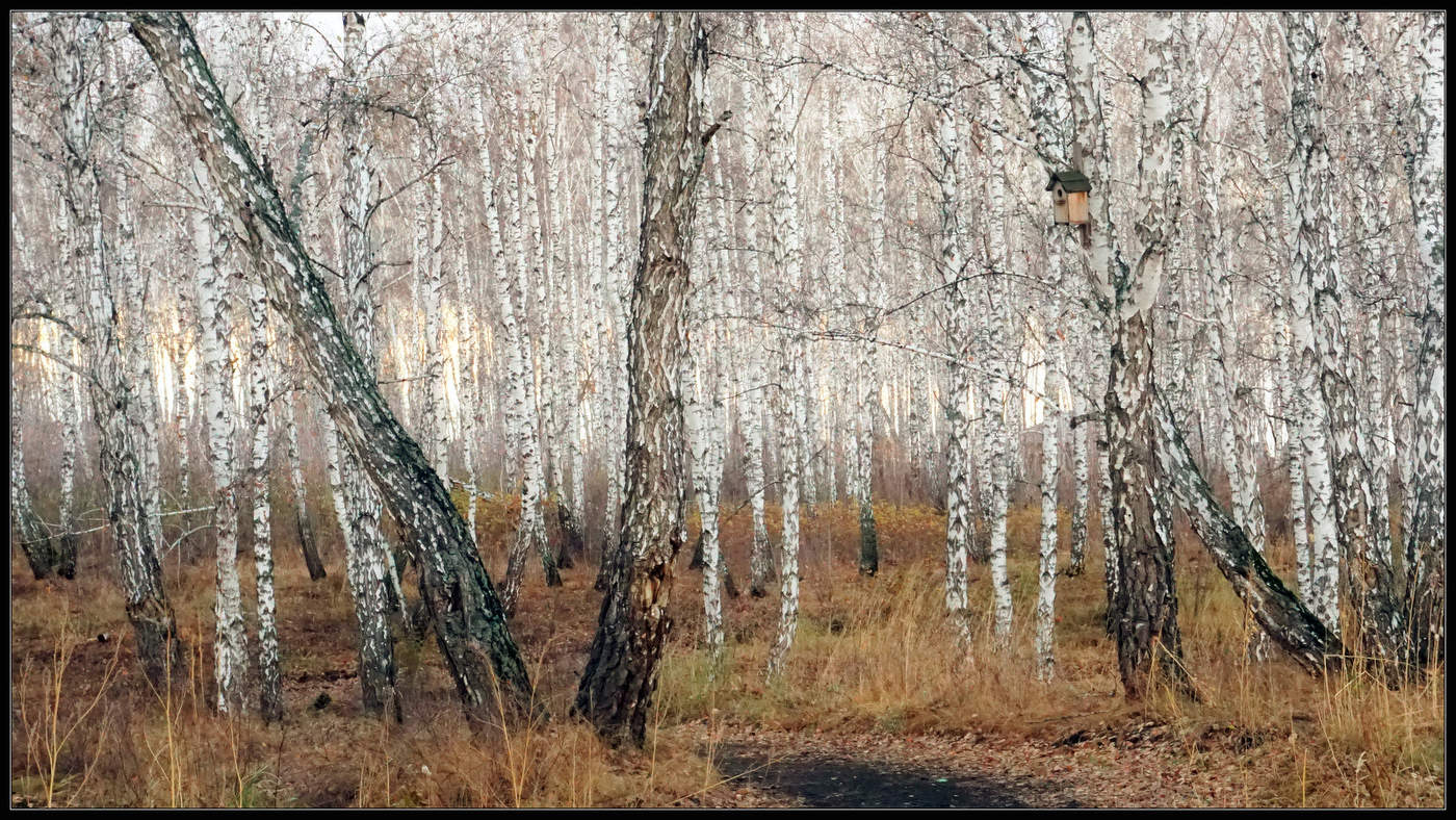 Осени погасли краски