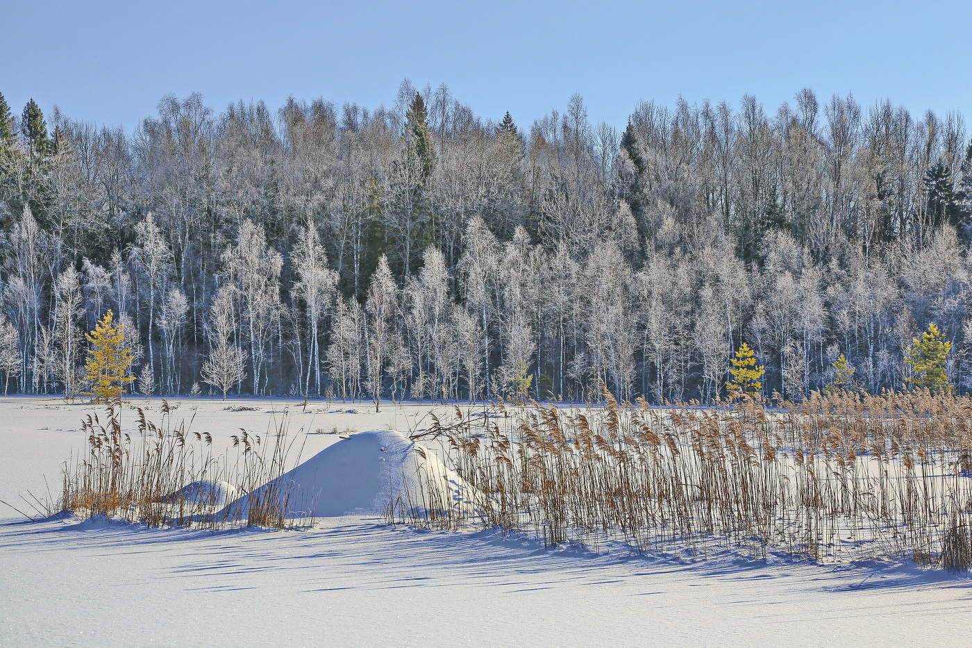 Болото зимой