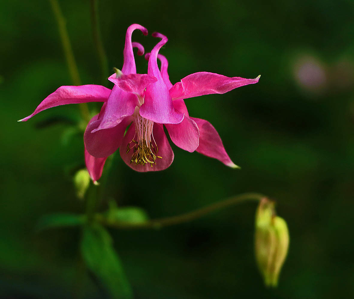 Холодной снежною зимою так ждём мы летнего тепла...