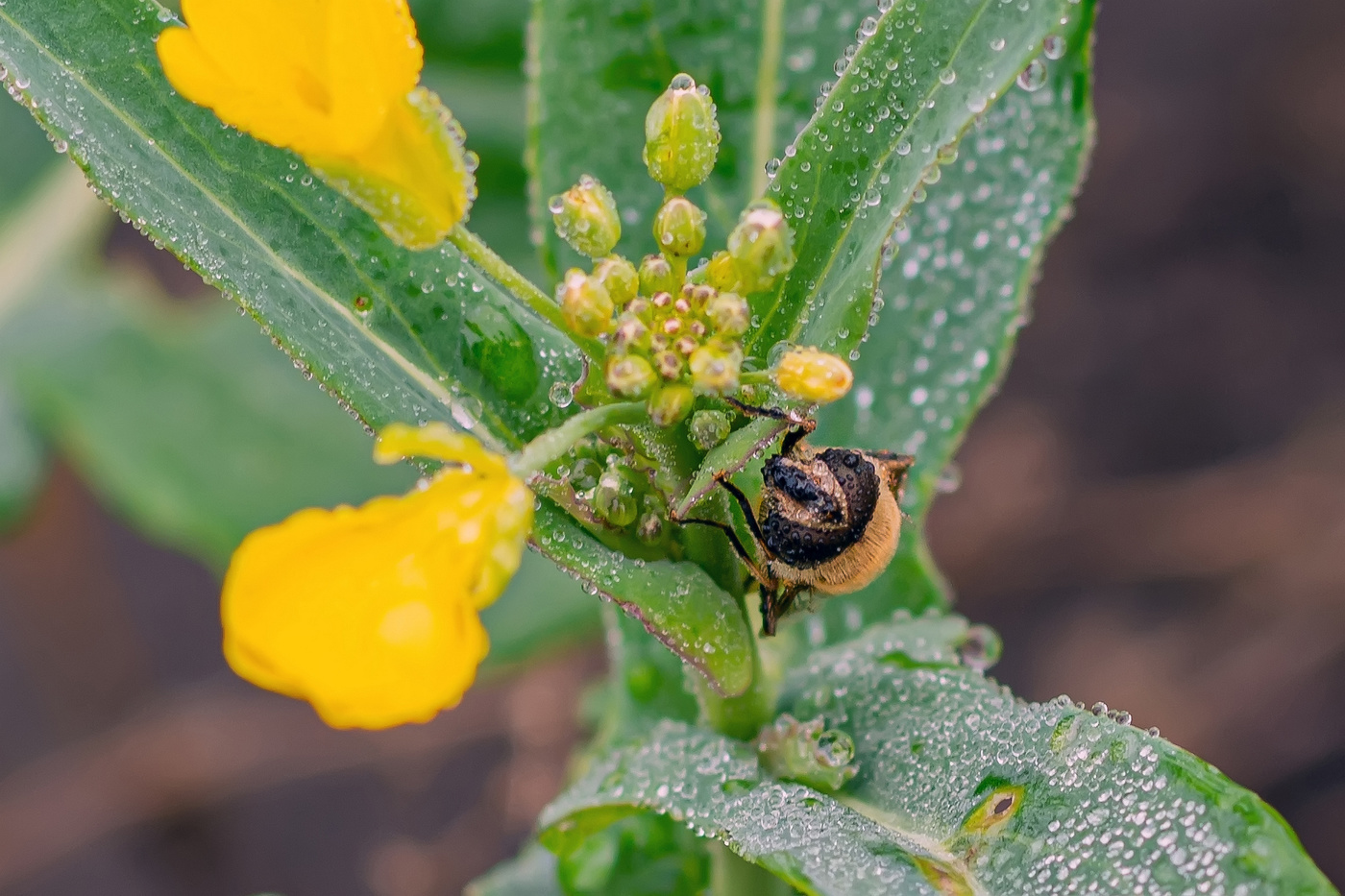 ноябрьским полднем в поле 2