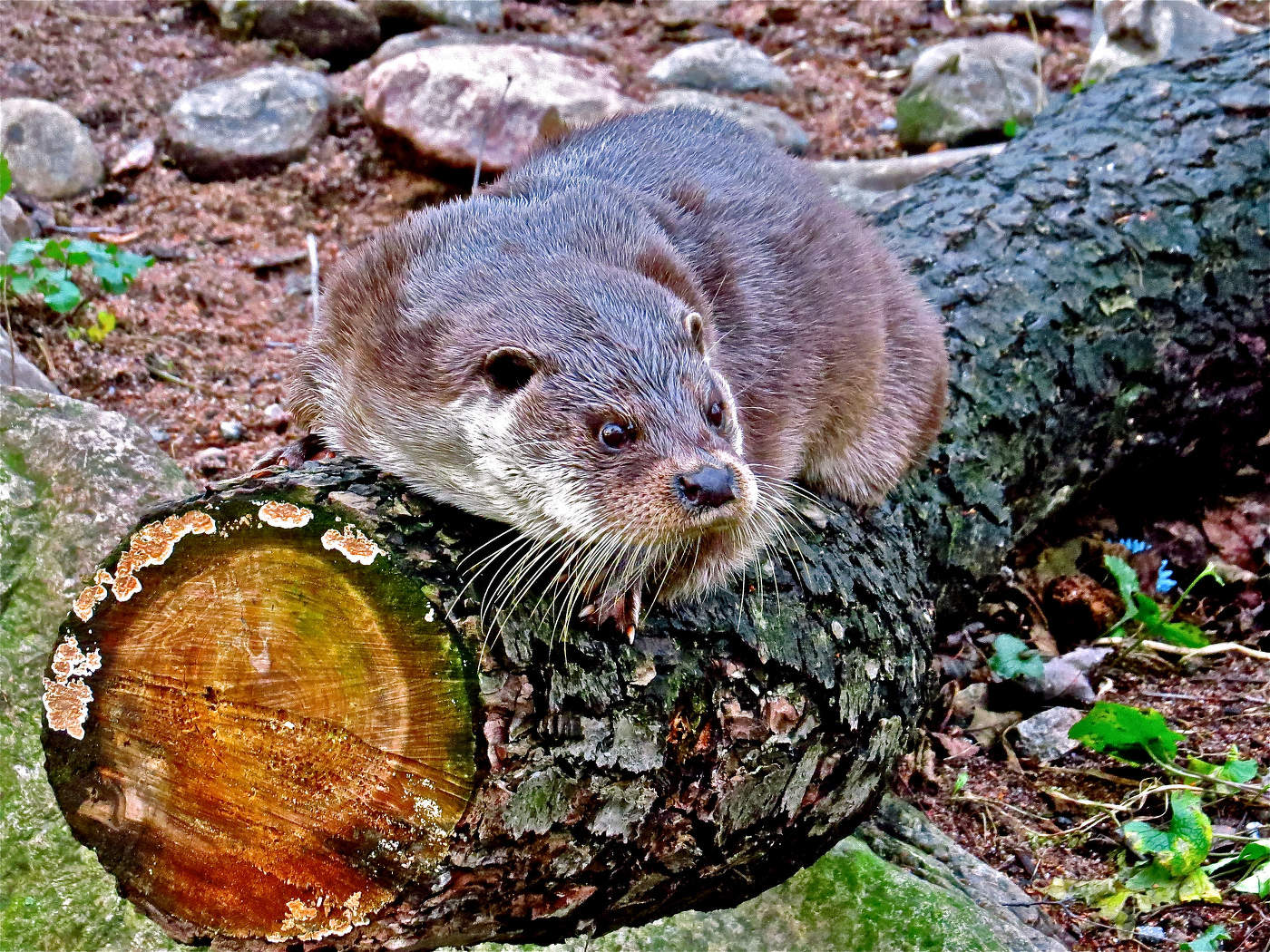 Загадочная