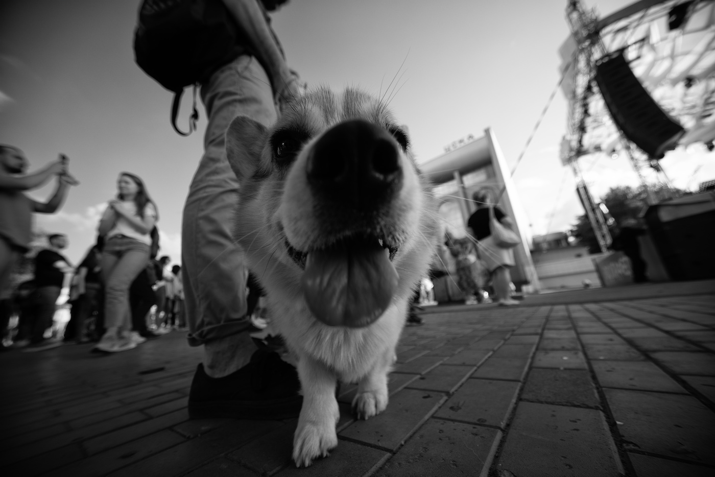 догги смайл