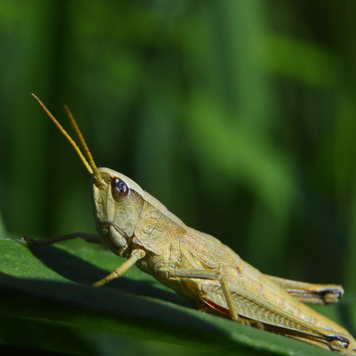 Еще не загорел.