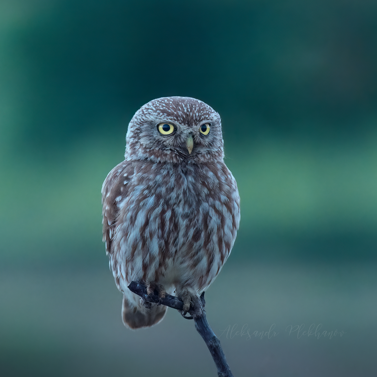 Портрет в сумерках