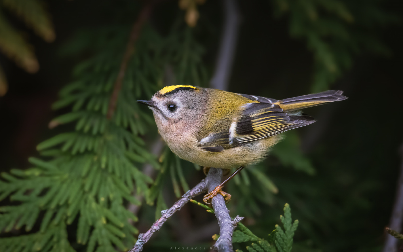 Под сенью туи