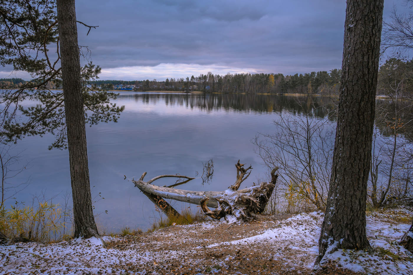 Сосна, упавшая в озеро.
