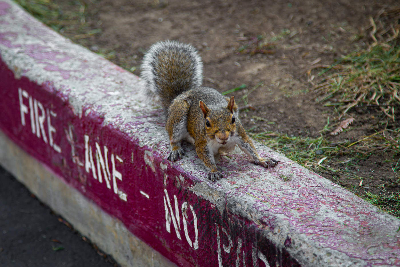 - Орехи есть?